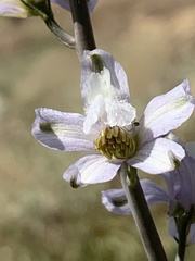 Delphinium gypsophilum