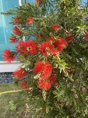Melaleuca glauca
