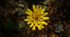 Hieracium venosum