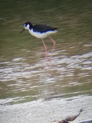 Himantopus mexicanus
