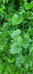 Magnoliopsida