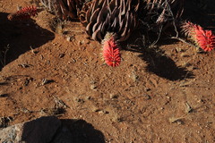 Aloe claviflora