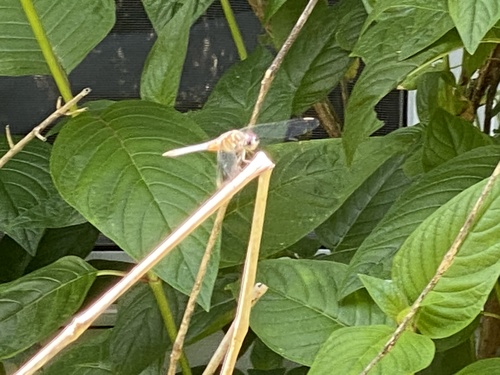Pachydiplax longipennis image