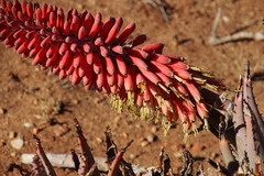 Aloe claviflora