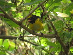 Euphonia chlorotica