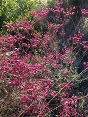 Eriogonum grande rubescens