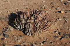 Aloe claviflora