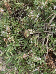 Myoporum parvifolium