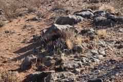 Aloe claviflora