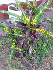 Codiaeum variegatum