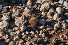 Acanthopsis disperma