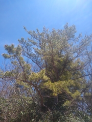 Pinus pungens