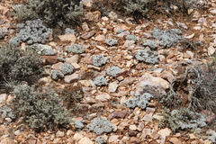 Eriogonum kennedyi austromontanum