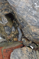 Leptoplanoidea