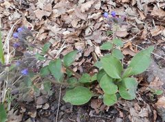 Pulmonaria hirta