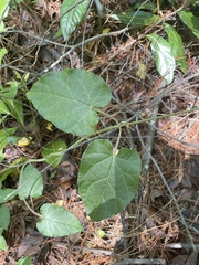 Matelea cynanchoides