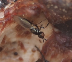 Prochyliza xanthostoma