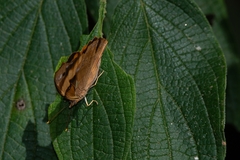 Epiphile orea negrina