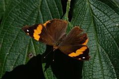 Epiphile orea negrina