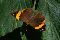 Epiphile orea negrina