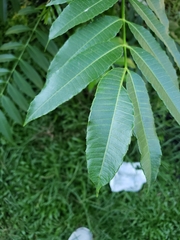 Magnoliopsida