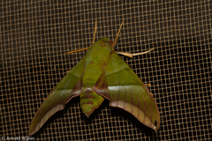 Oryba achemenides