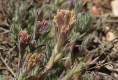 Castilleja cinerea