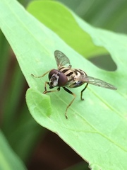 Anasimyia