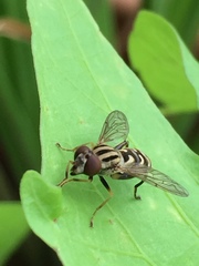 Anasimyia