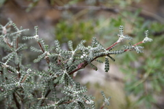 Polylepis microphylla