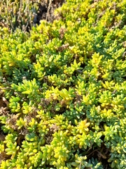 Suaeda novae-zelandiae