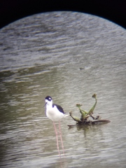Himantopus mexicanus