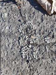 Xanthoparmelia scabrosa