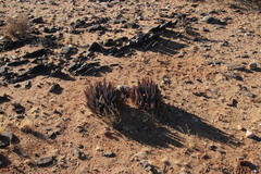 Aloe claviflora