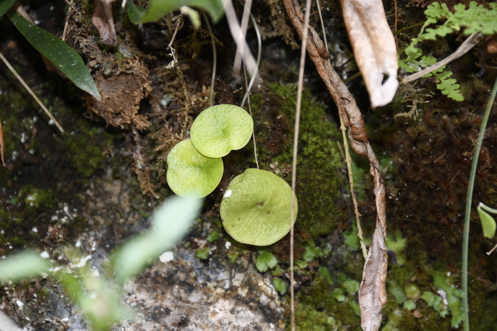 Peperomia scutellifolia