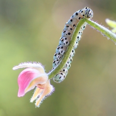 Papilio machaon