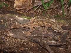 Mokopirirakau granulatus