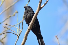 Crotophaga sulcirostris