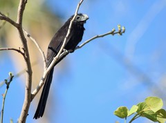 Crotophaga sulcirostris