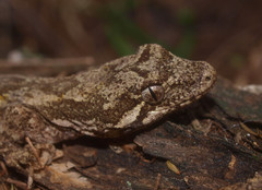 Mokopirirakau granulatus