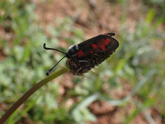 Zygaena rhadamanthus