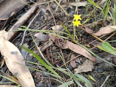 Hypoxis pratensis