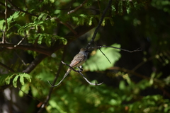 Myiarchus tyrannulus