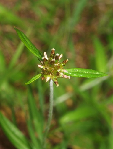Euchiton japonicus