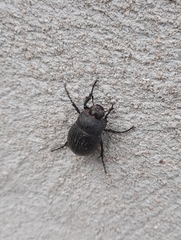 Phyllophaga cribrosa