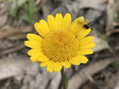 Lepidophorum repandum