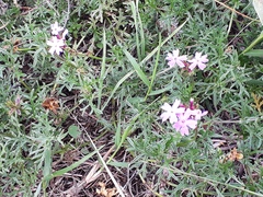 Glandularia dissecta