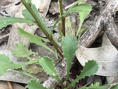 Lepidophorum repandum
