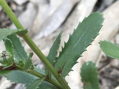 Lepidophorum repandum