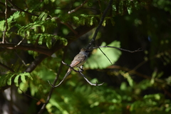 Myiarchus tyrannulus